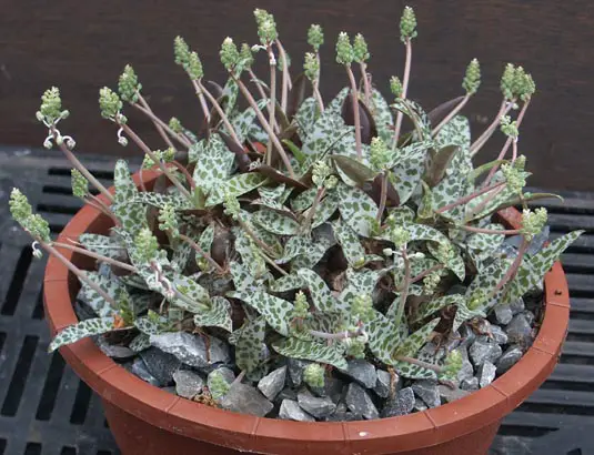 floración de Ledebouria socialis