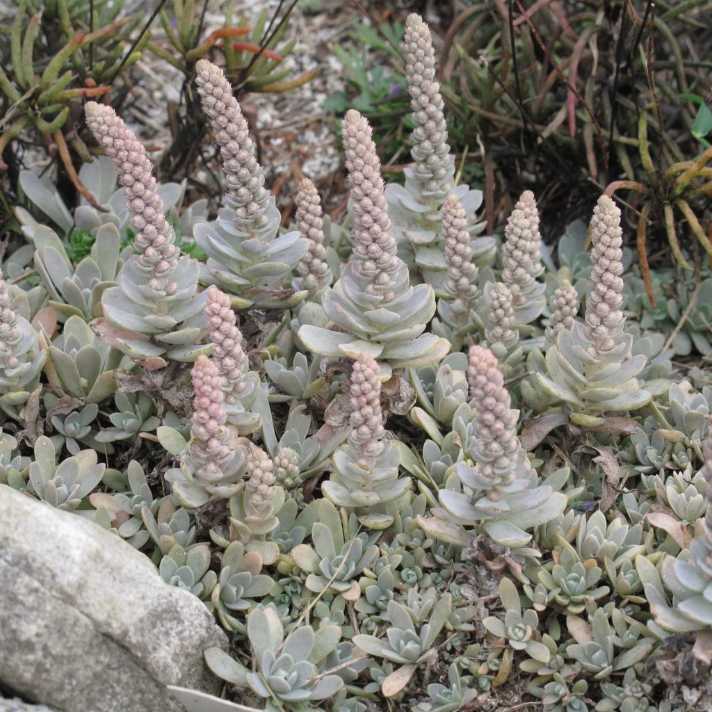 floración de Orostachys Boehmeri