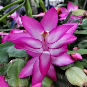 Cuidado de las flores de mayo (Schlumbergera truncata)