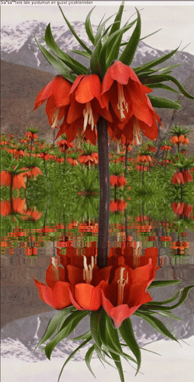 flores de calabaza