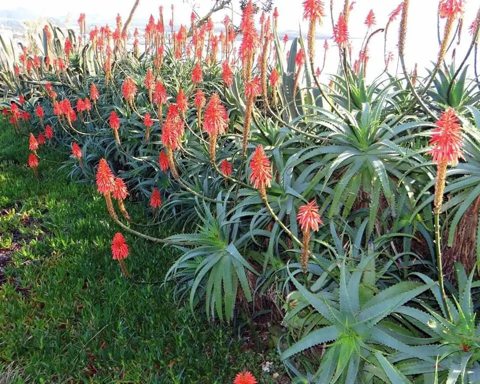 flores de aloe vera 