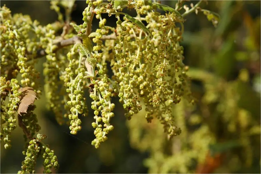 flores de roble negro
