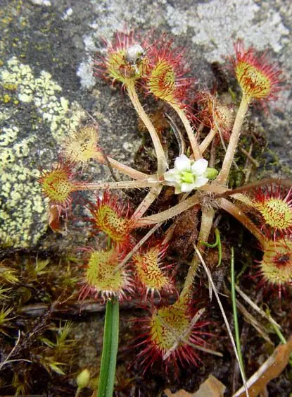 flores -drosera rotundifolia