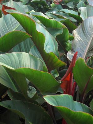 flores de filodendro.