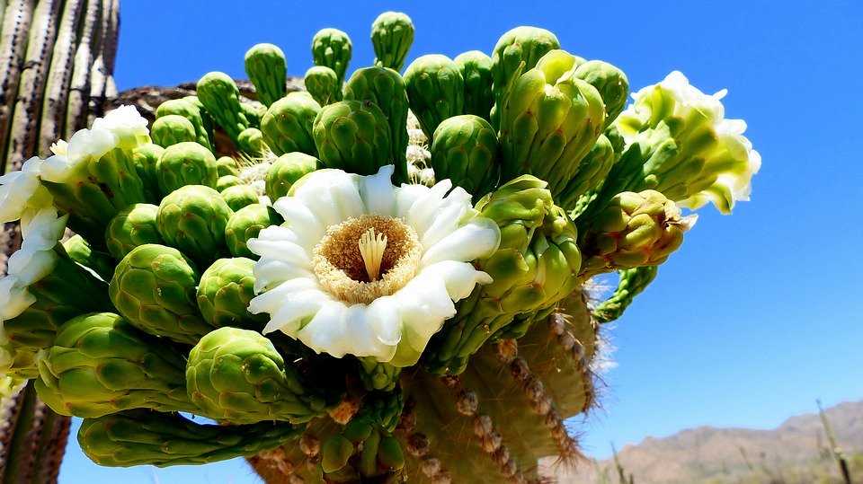 flores de saguaro