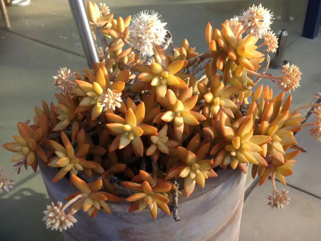 sedum flores
