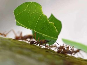 Qué hacer cuando aparecen hormigas en las plantas