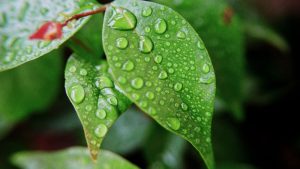 Plantas que resisten bien a la lluvia