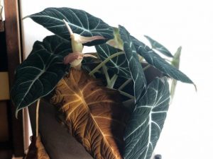 Cómo solucionar el problema de las plantas con hojas secas y quemadas