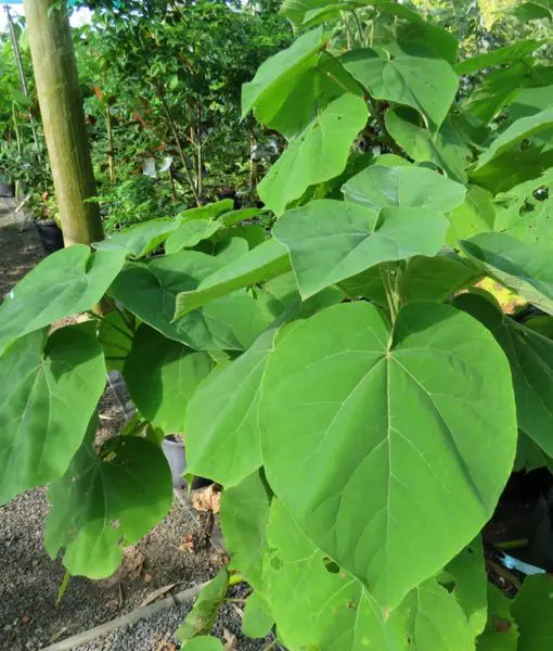hojas_paulownia hojas_paulownia