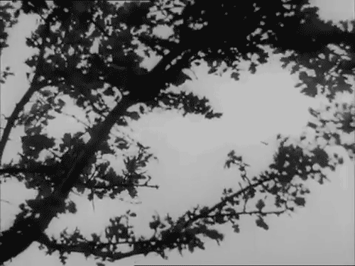 hojas en el viento 9 hojas en el viento 9