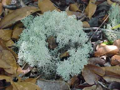 fructífero fructífero