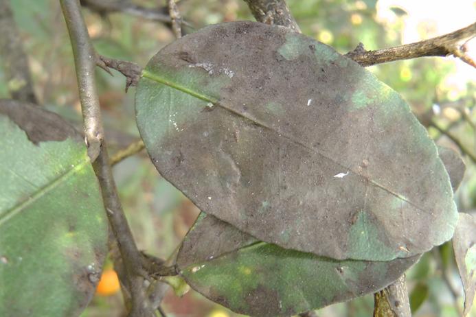 hollín-1-1 hollín-1-1