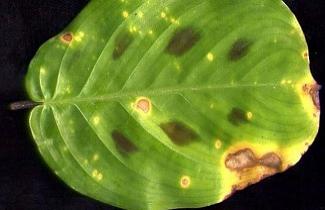 Hongo tipo bipolaris