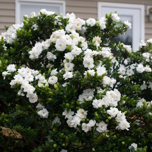 Curiosidades y consejos para cultivar Gardenia (Gardenia jasminoides J. Ellis)