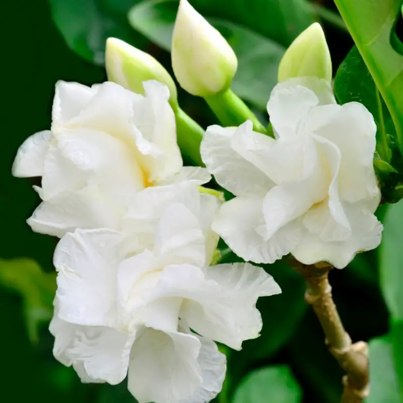 gardenia-1