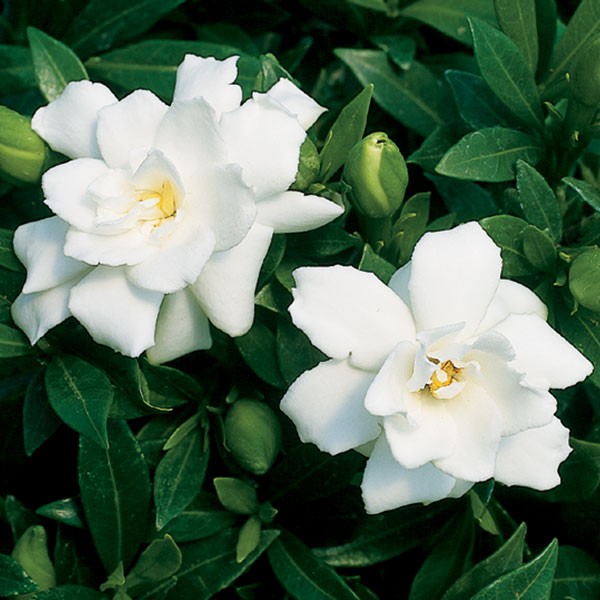 gardenia-1