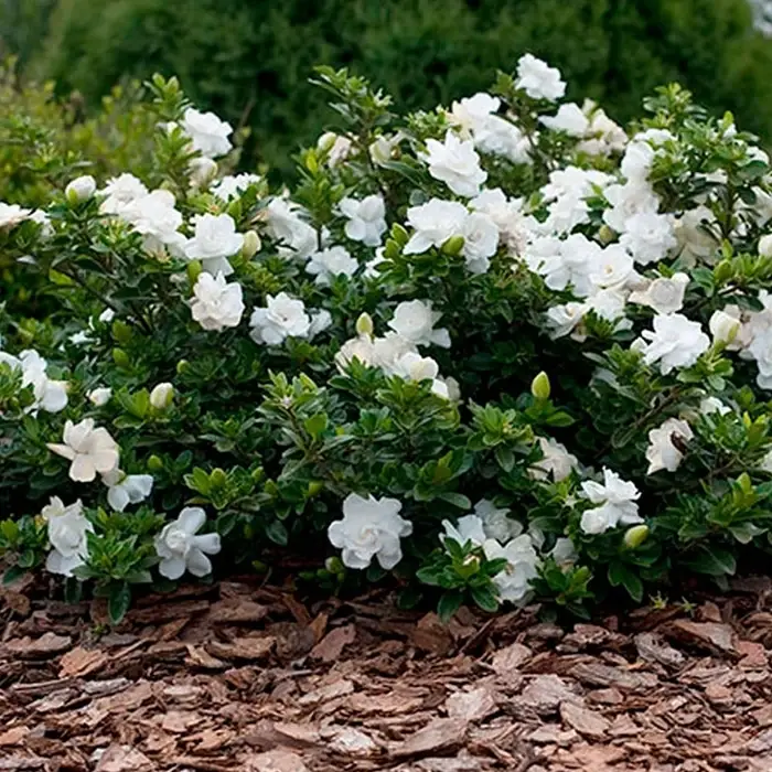 gardenia jasminoidal