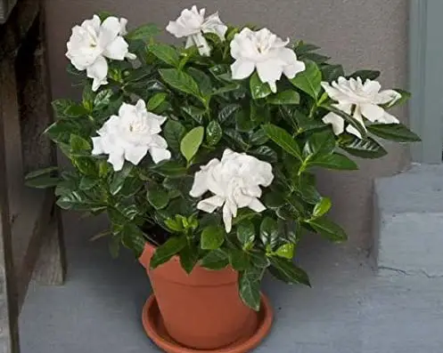 gardenias