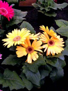 Características de la Gerbera