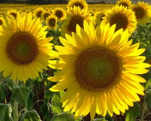 Características de los girasoles (Helianthus annuus)