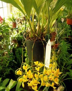 Características de las orquídeas Gongora bufonia