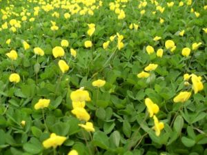 Cuidado del pasto de maní (Arachis repens)