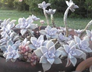 Características y cultivo de la Planta Fantasma (Graptopetalum paraguayense)