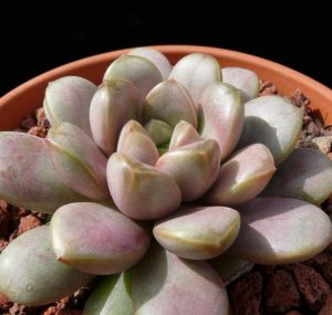 Características y cultivo de la suculenta Graptoveria amethorum