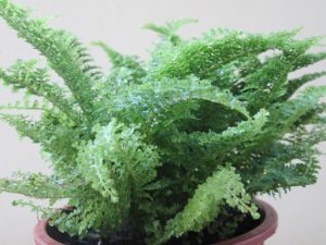 El cuidado del helecho hawaiano (Nephrolepis exaltata)