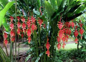 Características de la Rostrata Heliconia