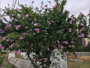 Características del hibisco sirio (Hibiscus syriacus)