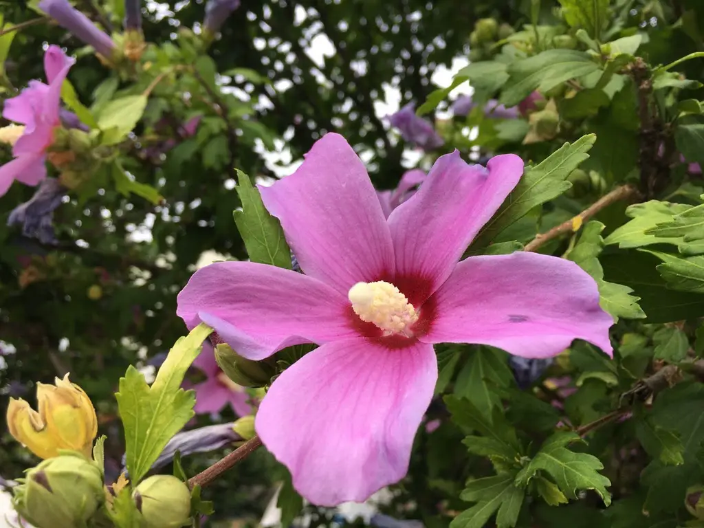 Hibisco sirio Hibisco sirio