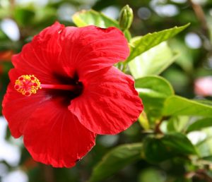 aprenda a cultivar plantas y flores tropicales en su jardín