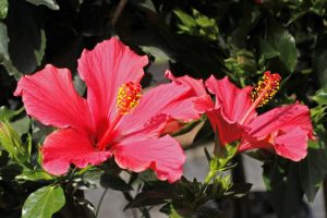 Cómo multiplicar plantas