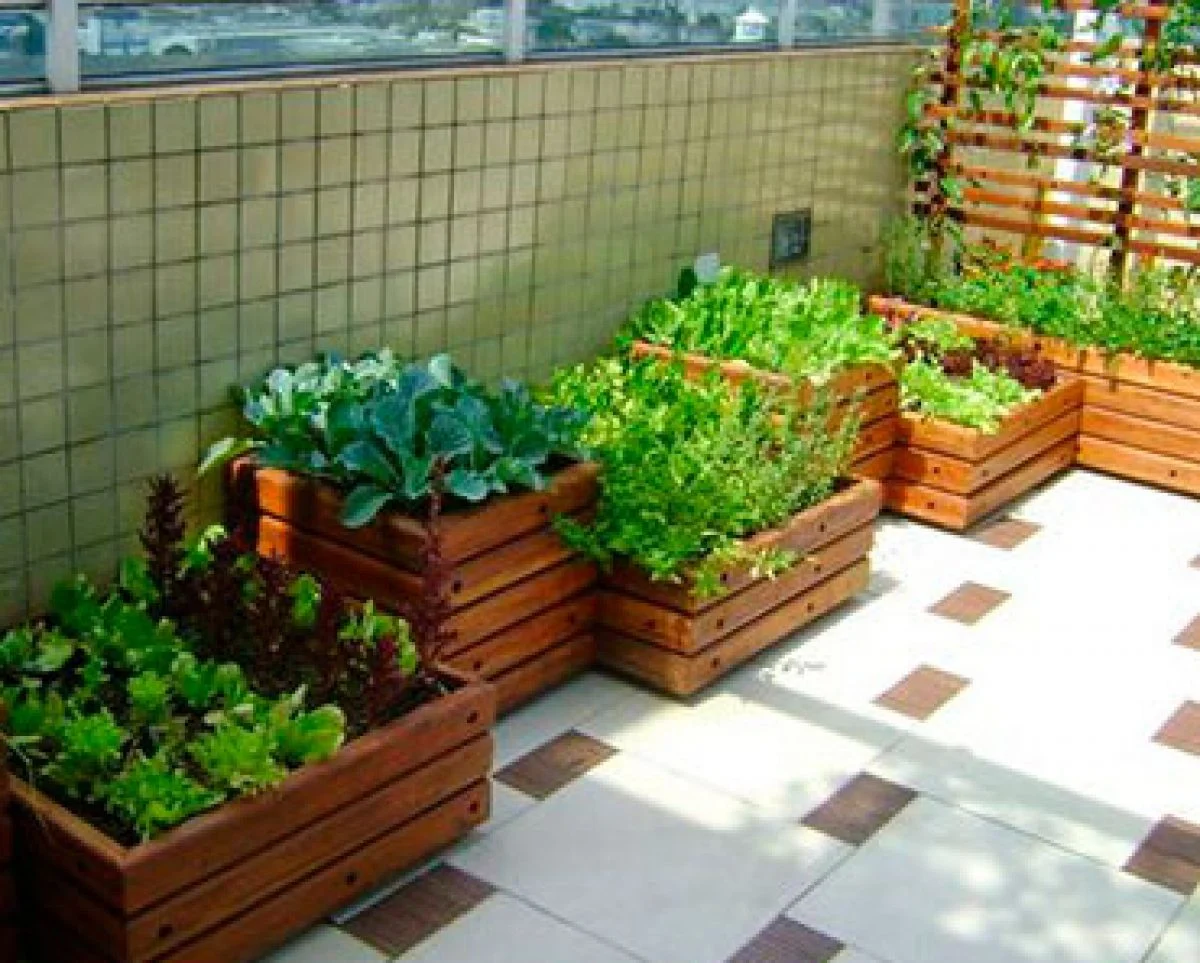 descubra algunas plantas rápidas y fáciles de cultivar para hacer un huerto doméstico