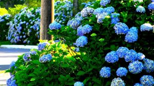Cómo plantar hortensias (Hydrangea macrophylla)