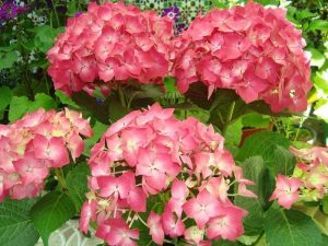 Aprende a podar hortensias