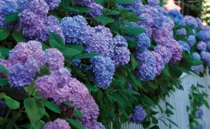 Aprende a cuidar las hortensias (Hydrangea macrophylla)