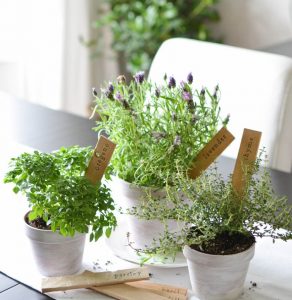 Aprende a plantar un huerto en tazas y tazones.