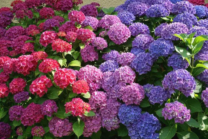 hortensia