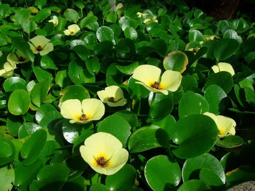 hidrocleis ninfoides