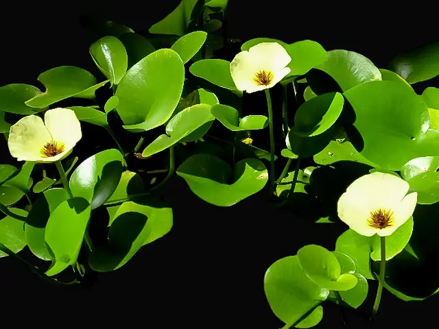 hidrocleis ninfoides