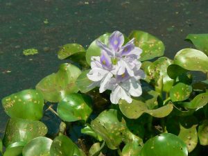 El jacinto de agua