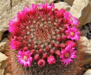 Características del cactus Mammillaria spinosissima