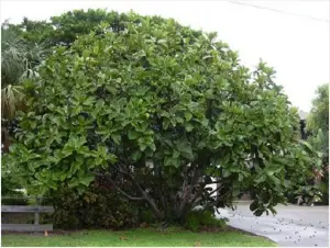 Características y curiosidades de la especie Ficus Lyrata