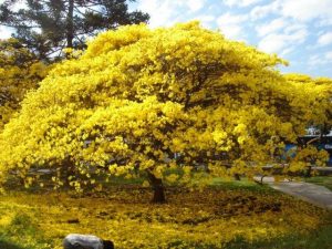 Característícas do Ipê-amarelo (Tabebuia chrysotricha Standl)