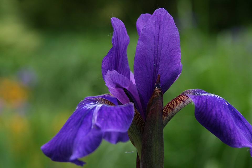 iris sibírico