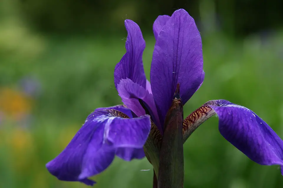 iris sibírico iris sibírico
