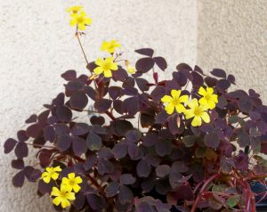 Características y cultivo del trébol amarillo (Oxalis spiralis vulcanicola)